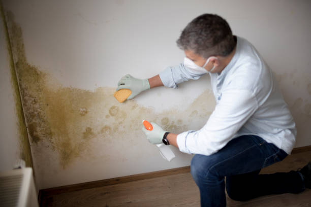 Best Basement Mold Removal  in Winchester, TN