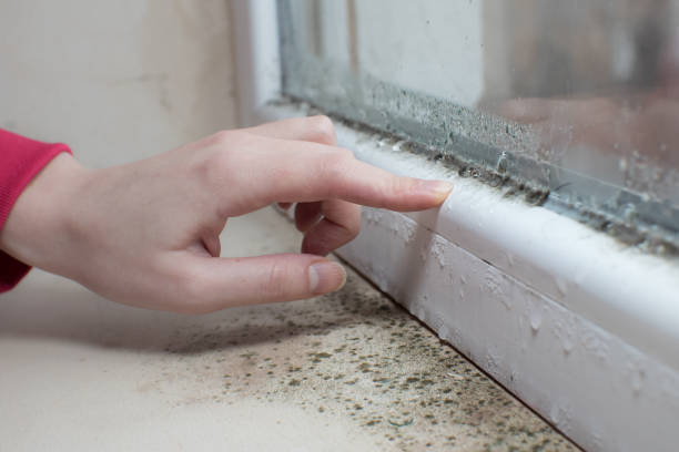 Best Mold Damage Restoration  in Winchester, TN