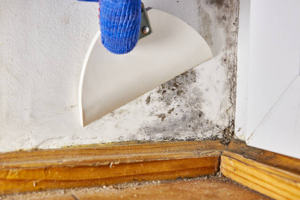 Best Real Estate Mold Inspection  in Winchester, TN